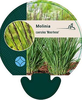 Molinia caerulea 'Moorhexe' Pot 9 cm