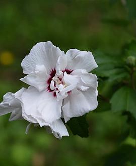 Hibiscus syr. 'Speciosus' Pot 7,5 Liter 60 - 80 cm