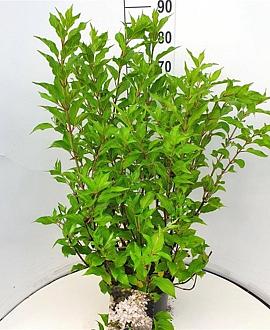 Hydrangea pan. 'Kyushu' Pot 10 liter 80 - 100 cm