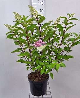 Hydrangea pan. Pinky Winky Pot 7,5 Liter 50 - 60 cm