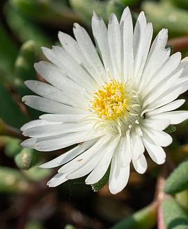 Delosperma congestum 'Album' Pot 9 cm