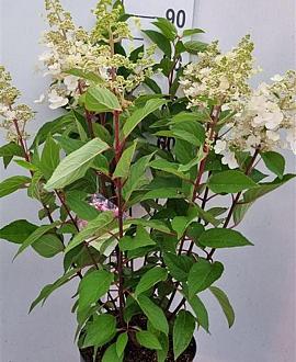 Hydrangea pan. Vanille-Fraise Pot 7,5 Liter 60 - 80 cm