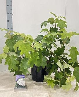 Hydrangea querc. Snow Queen Pot 7,5 Liter 50 - 60 cm