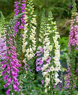 Digitalis purp. Excelsior Hybrids Pot 9 cm