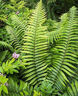 Dryopteris atrata Pot 9 cm