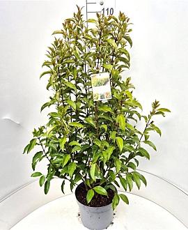 Ligustrum luc. Green Screen Pot 10 liter 125 - 150 cm