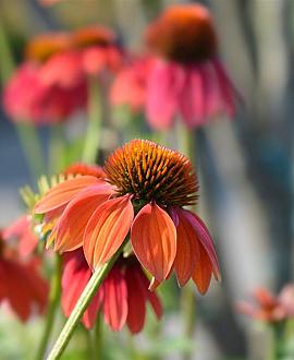 Echinacea 'Cheyenne Spirit' Pot 9 cm