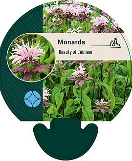 Monarda 'Beauty of Cobham' Pot 9 cm