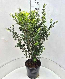 Ligustrum oval. 'Green Diamond' Pot 15 liter 80 - 100 cm