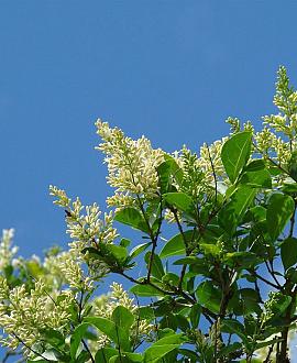 Ligustrum vulgare Kluit 150 - 175 cm