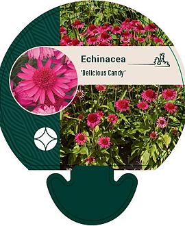 Echinacea 'Delicious Candy' Pot 9 cm