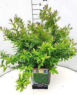 Ligustrum vulg. 'Lodense' Pot 10 liter