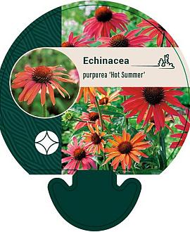 Echinacea purp. 'Hot Summer' Pot 9 cm