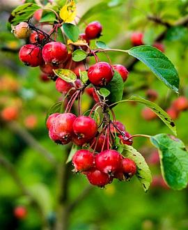 Malus toringo 175 - 200 cm Meerstammig