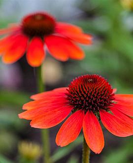 Echinacea purp. 'Tomato Soup' Pot 9 cm