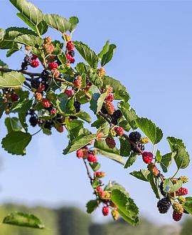 Morus nigra Hoogstam (Stamomtrek 14-16 cm)