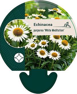 Echinacea purp. 'White Meditation' Pot 9 cm