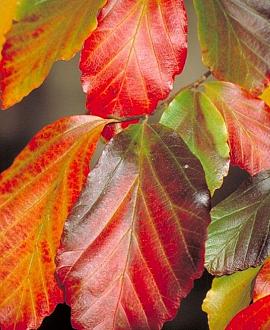 Parrotia persica 200 - 250 cm Meerstammig