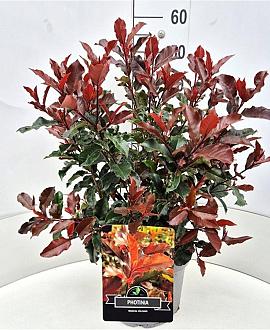 Photinia Magical Volcano Pot 10 liter 40 - 50 cm