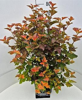 Physocarpus opulif. Amber Jubilee Pot 10 liter 60 - 80 cm