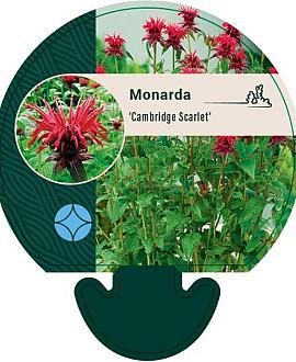 Monarda 'Cambridge Scarlet' Pot 9 cm