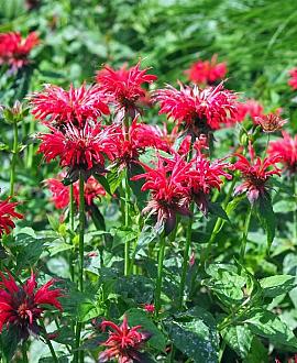 Monarda 'Cambridge Scarlet' Pot 9 cm