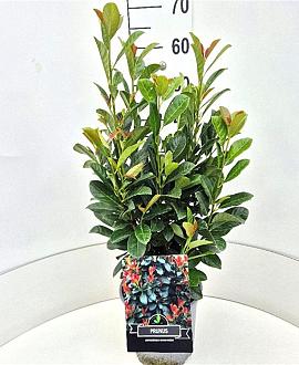 Prunus l. Bonaparte Pot 7,5 Liter 