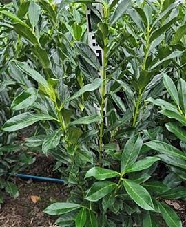 Prunus l. Elly Kluit 60 - 80 cm