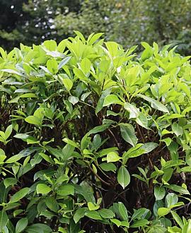 Prunus l. 'Herbergii' Kluit 60 - 80 cm