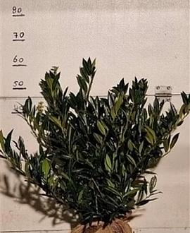 Prunus l. 'Otto Luyken' Kluit 50 - 60 cm