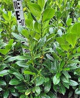 Prunus l. 'Rentan' Kluit 60 - 80 cm