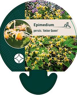 Epimedium perralc. 'Amber Queen' Pot 9 cm