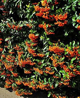 Pyracantha cocc. 'Red Cushion' Pot 2 Liter40 - 60 cm