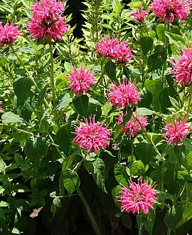 Monarda 'Croftway Pink' Pot 9 cm