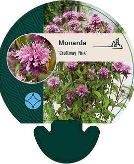 Monarda 'Croftway Pink' Pot 9 cm