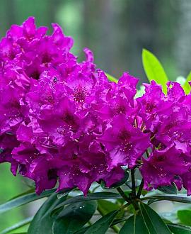 Rhododendron 'Lee's Dark Purple' Pot 10 liter
