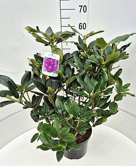 Rhododendron 'Lee's Dark Purple' Pot 7,5 Liter 50 - 60 cm