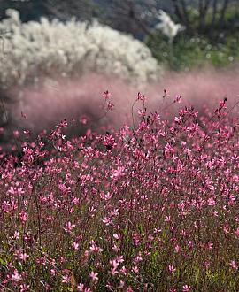 Gaura l. 'Tutti Frutti' Pot 9 cm