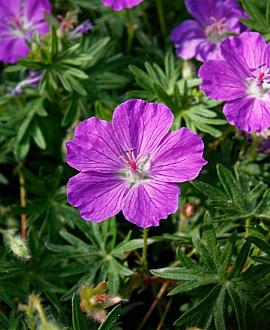 Geranium 'Blushing Turtle' Pot 9 cm