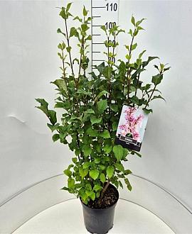 Syringa josikaea Pot 10 liter 80 - 100 cm