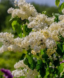 Syringa v. 'Monique Lemoine' 200 - 250 cm Meerstammig