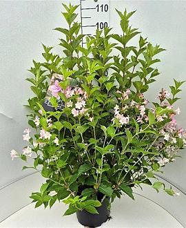 Weigela 'Rosea' Pot 10 liter 80 - 100 cm