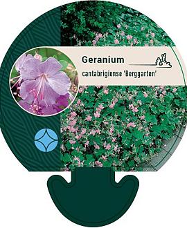 Geranium cant. 'Berggarten' Pot 9 cm