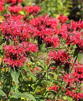 Monarda 'Gardenview Scarlet' Pot 9 cm