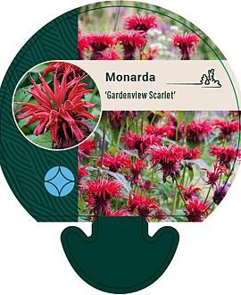 Monarda 'Gardenview Scarlet' Pot 9 cm