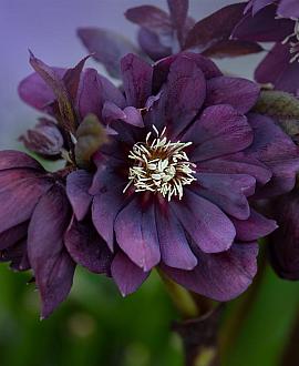 Helleborus o. 'D. Ellen Purple' Pot 9 cm