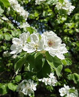 Pyrus c. 'Gieser Wildeman' 150 - 175 cm Meerstammig
