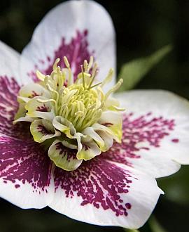 Helleborus 'P. Ellen White Spotted' Pot 9 cm