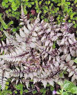 Athyrium niponicum 'Red Beauty' Pot 2 Liter
