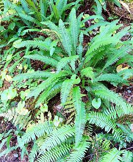 Blechnum spicant Pot 2 Liter